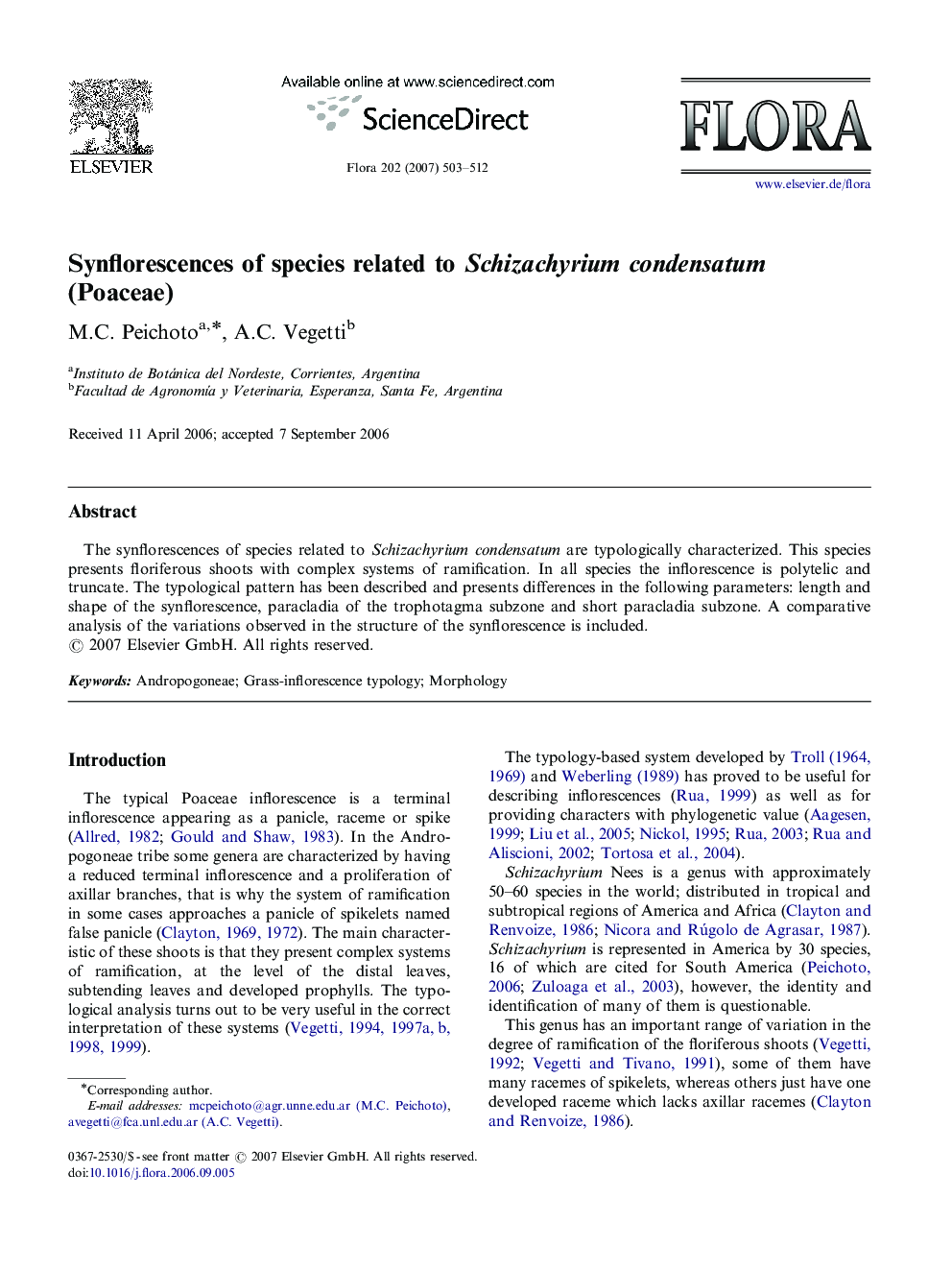 Synflorescences of species related to Schizachyrium condensatum (Poaceae)