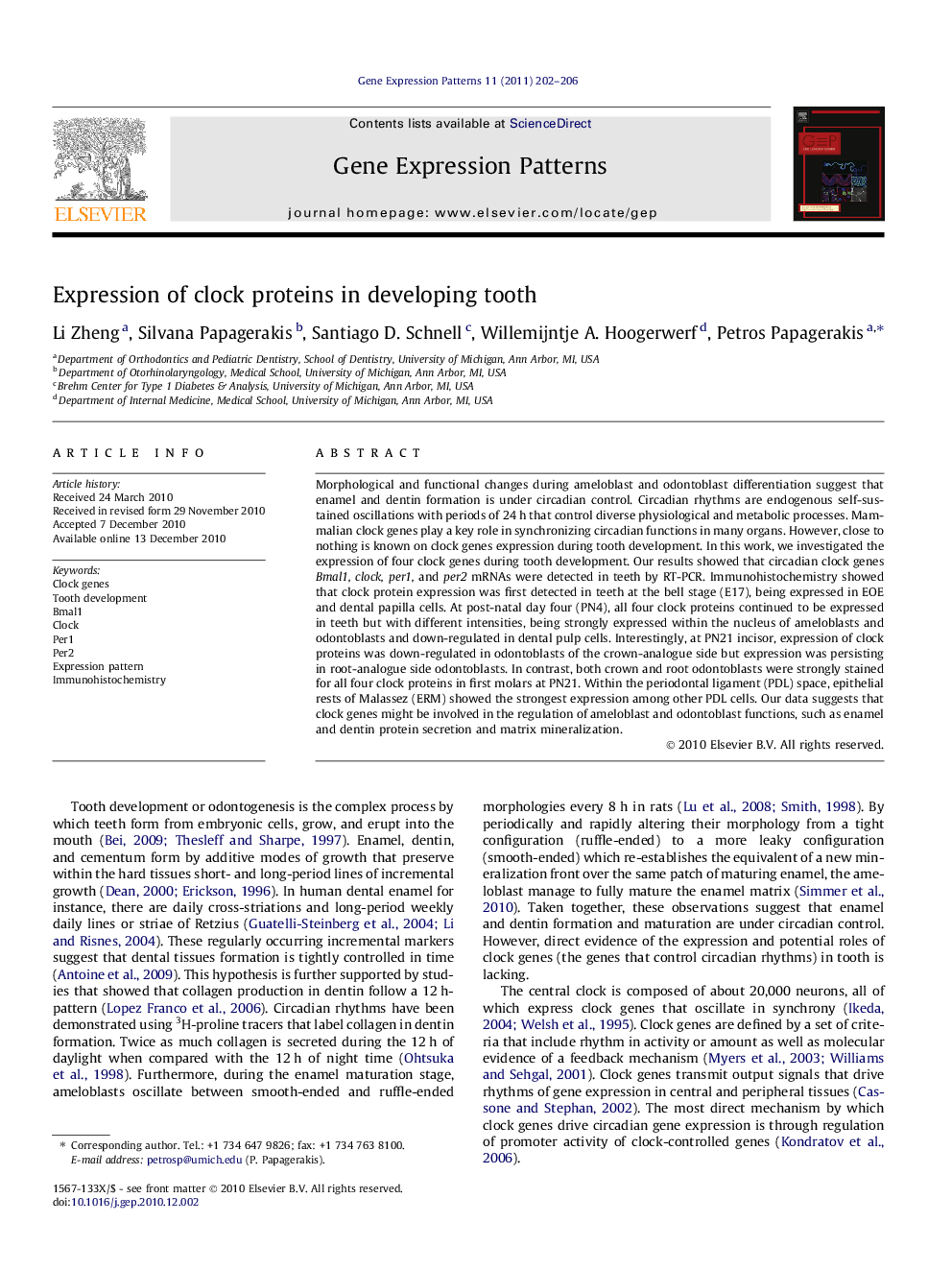 Expression of clock proteins in developing tooth