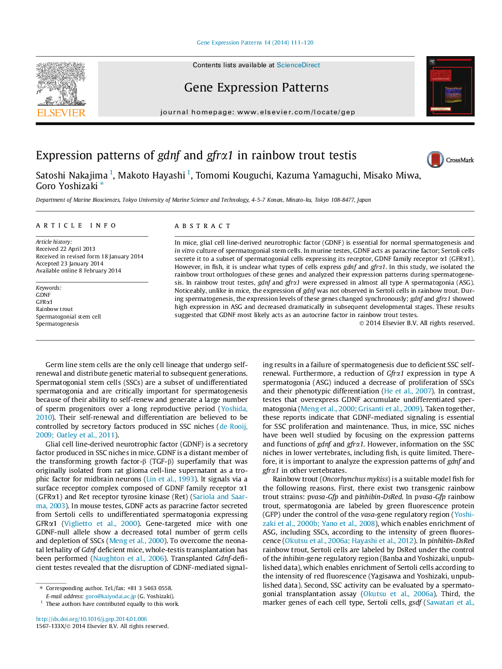 Expression patterns of gdnf and gfrα1 in rainbow trout testis