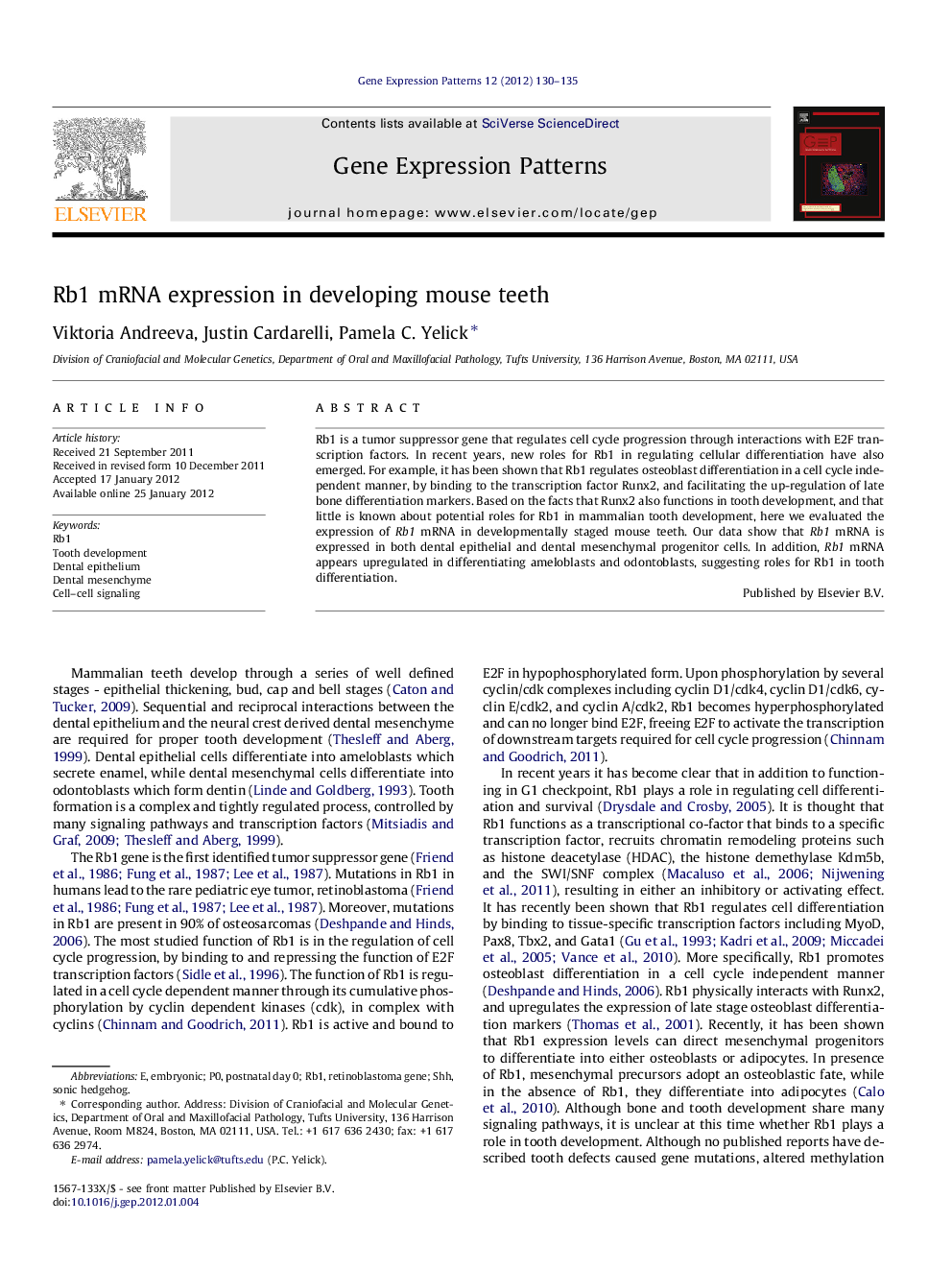 Rb1 mRNA expression in developing mouse teeth