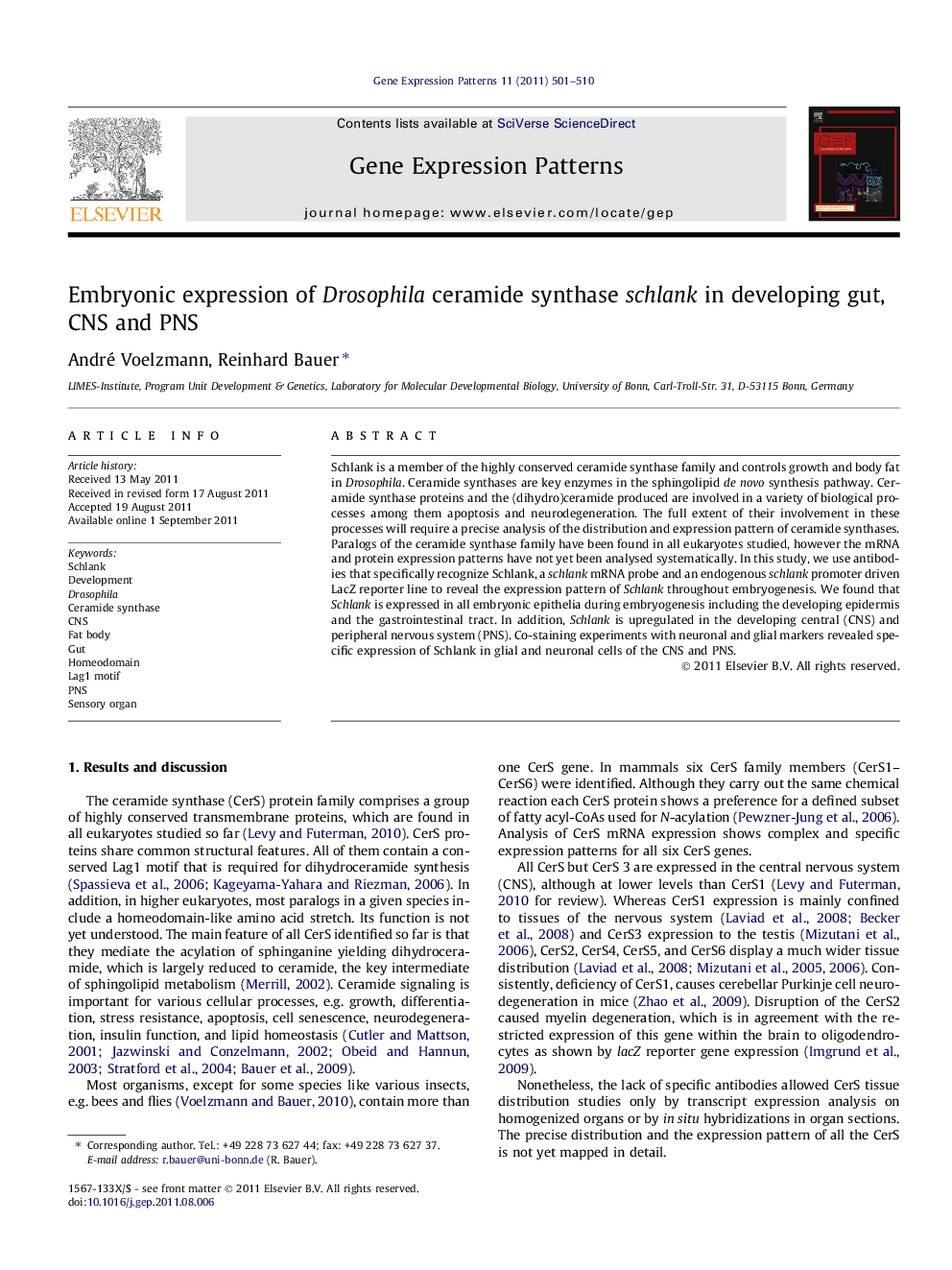 Embryonic expression of Drosophila ceramide synthase schlank in developing gut, CNS and PNS