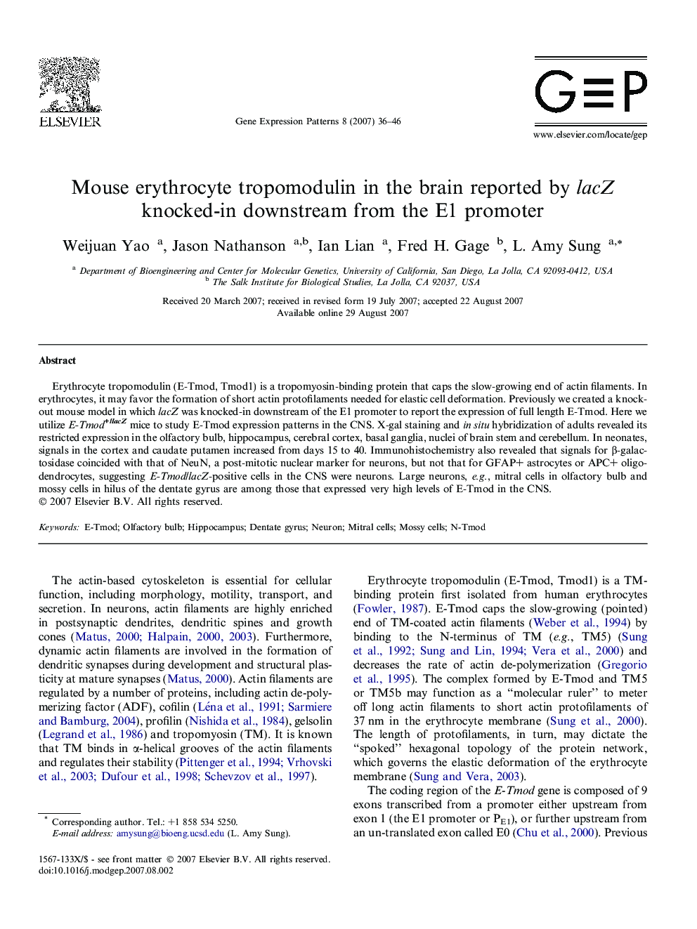 Mouse erythrocyte tropomodulin in the brain reported by lacZ knocked-in downstream from the E1 promoter