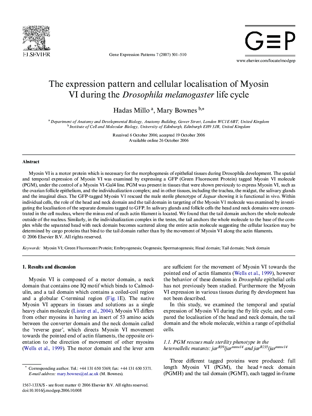 The expression pattern and cellular localisation of Myosin VI during the Drosophila melanogaster life cycle