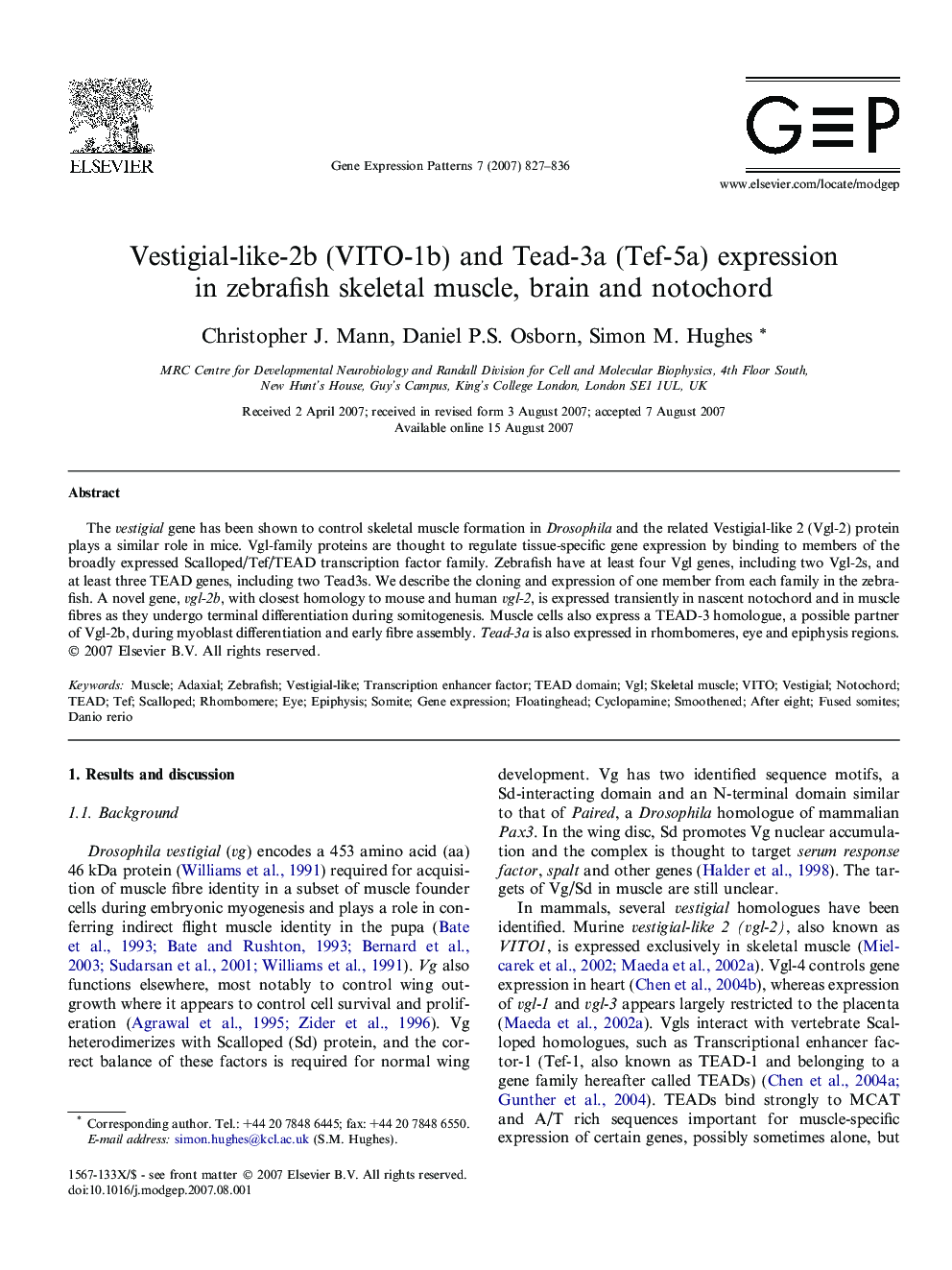 Vestigial-like-2b (VITO-1b) and Tead-3a (Tef-5a) expression in zebrafish skeletal muscle, brain and notochord