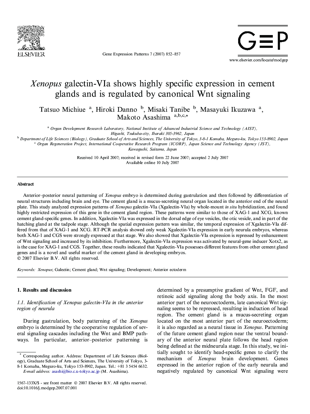 Xenopus galectin-VIa shows highly specific expression in cement glands and is regulated by canonical Wnt signaling