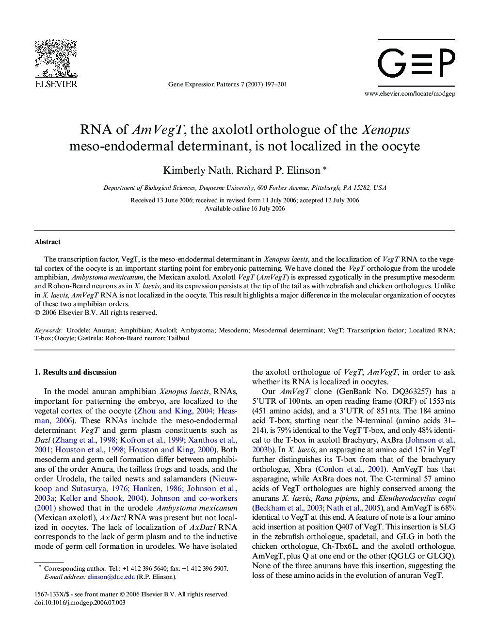 RNA of AmVegT, the axolotl orthologue of the Xenopus meso-endodermal determinant, is not localized in the oocyte