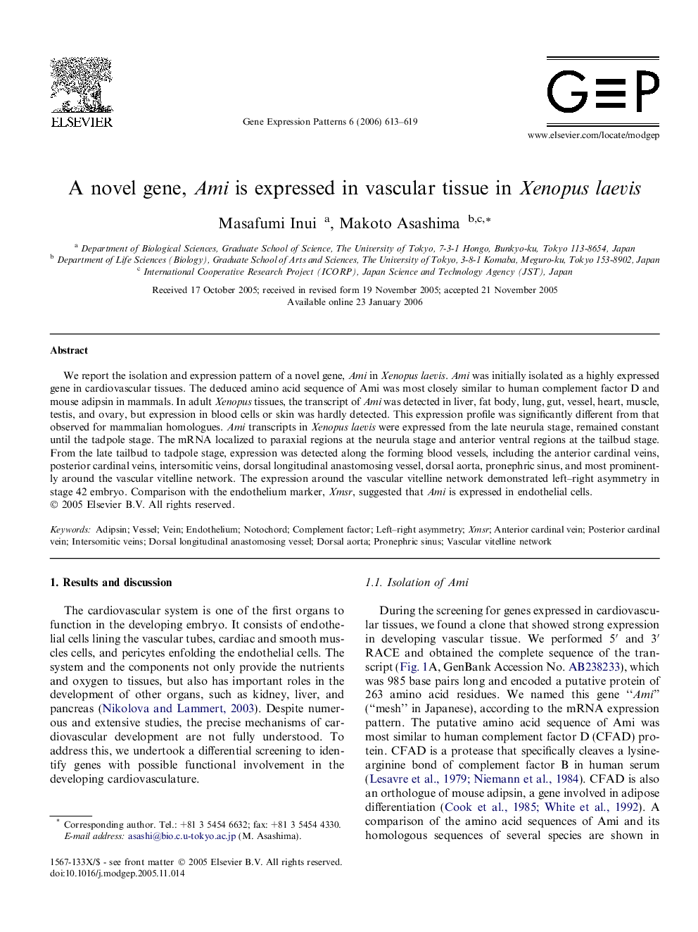 A novel gene, Ami is expressed in vascular tissue in Xenopus laevis