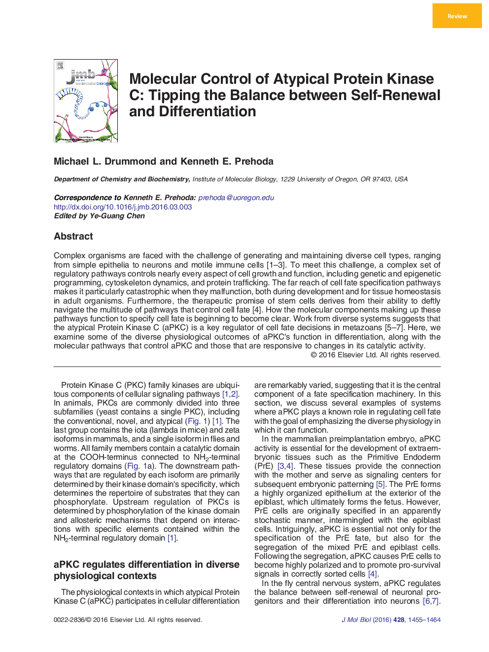 Molecular Control of Atypical Protein Kinase C: Tipping the Balance between Self-Renewal and Differentiation