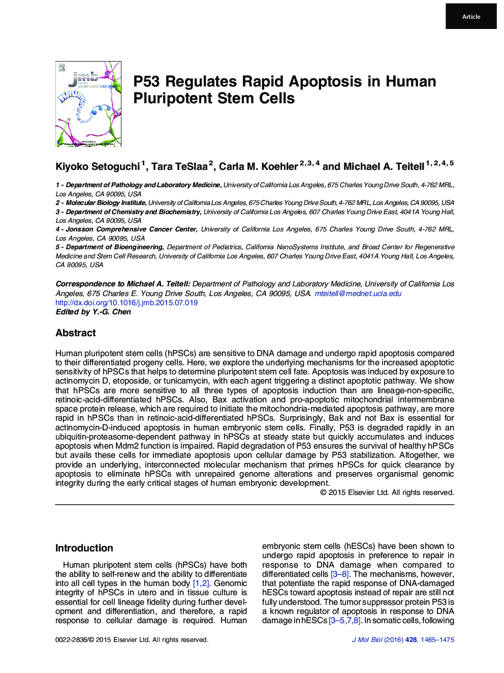 P53 Regulates Rapid Apoptosis in Human Pluripotent Stem Cells