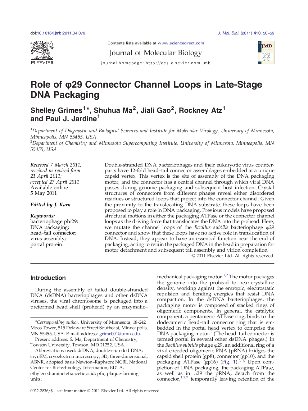 Role of φ29 Connector Channel Loops in Late-Stage DNA Packaging