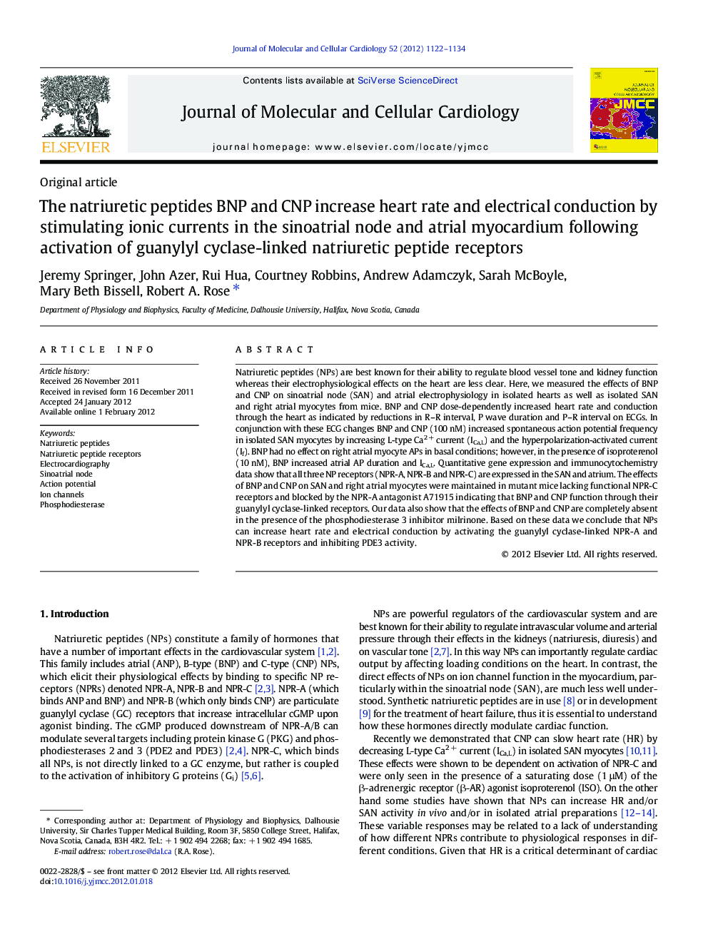 The natriuretic peptides BNP and CNP increase heart rate and electrical conduction by stimulating ionic currents in the sinoatrial node and atrial myocardium following activation of guanylyl cyclase-linked natriuretic peptide receptors