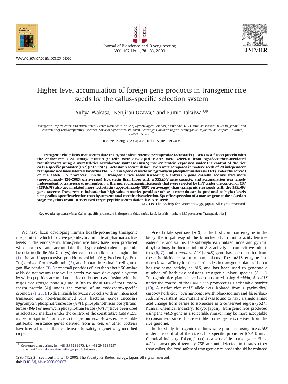 Higher-level accumulation of foreign gene products in transgenic rice seeds by the callus-specific selection system