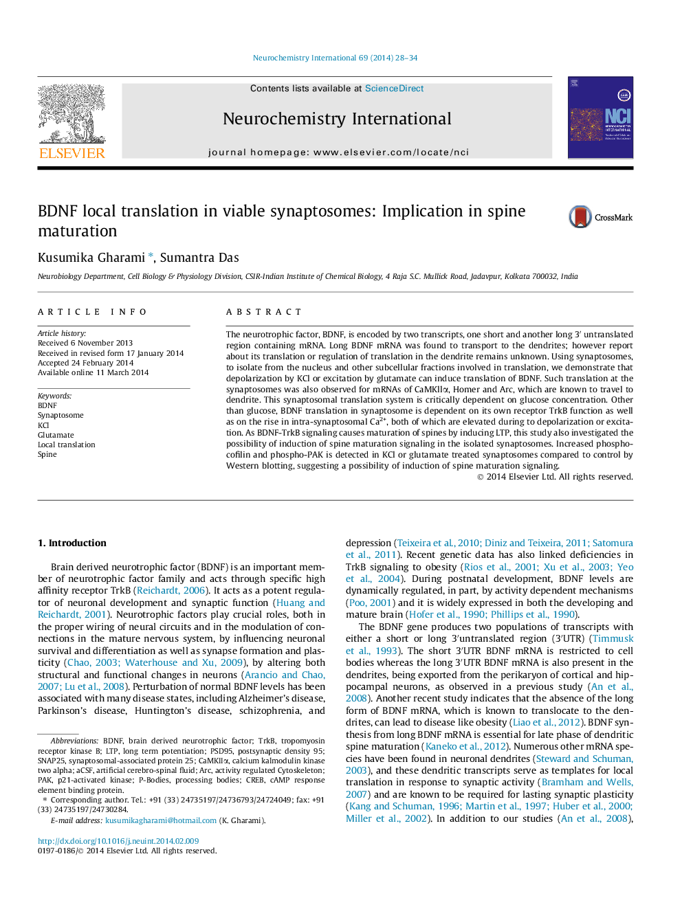 BDNF local translation in viable synaptosomes: Implication in spine maturation