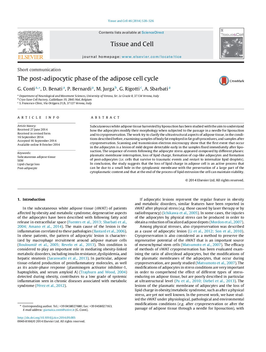 The post-adipocytic phase of the adipose cell cycle