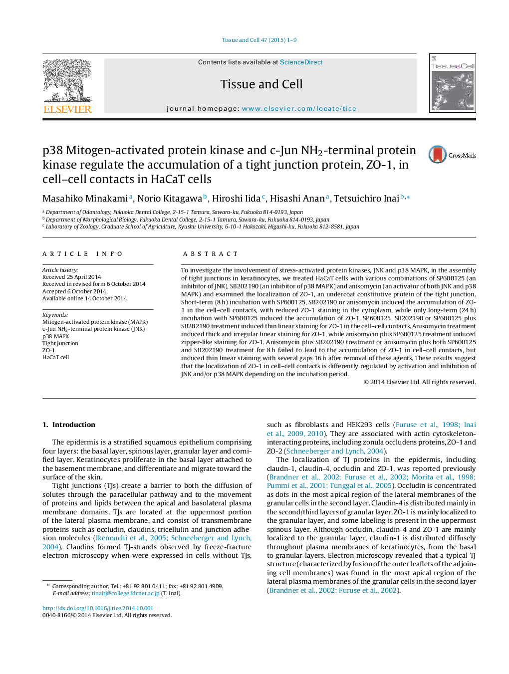 p38 Mitogen-activated protein kinase and c-Jun NH2-terminal protein kinase regulate the accumulation of a tight junction protein, ZO-1, in cell–cell contacts in HaCaT cells