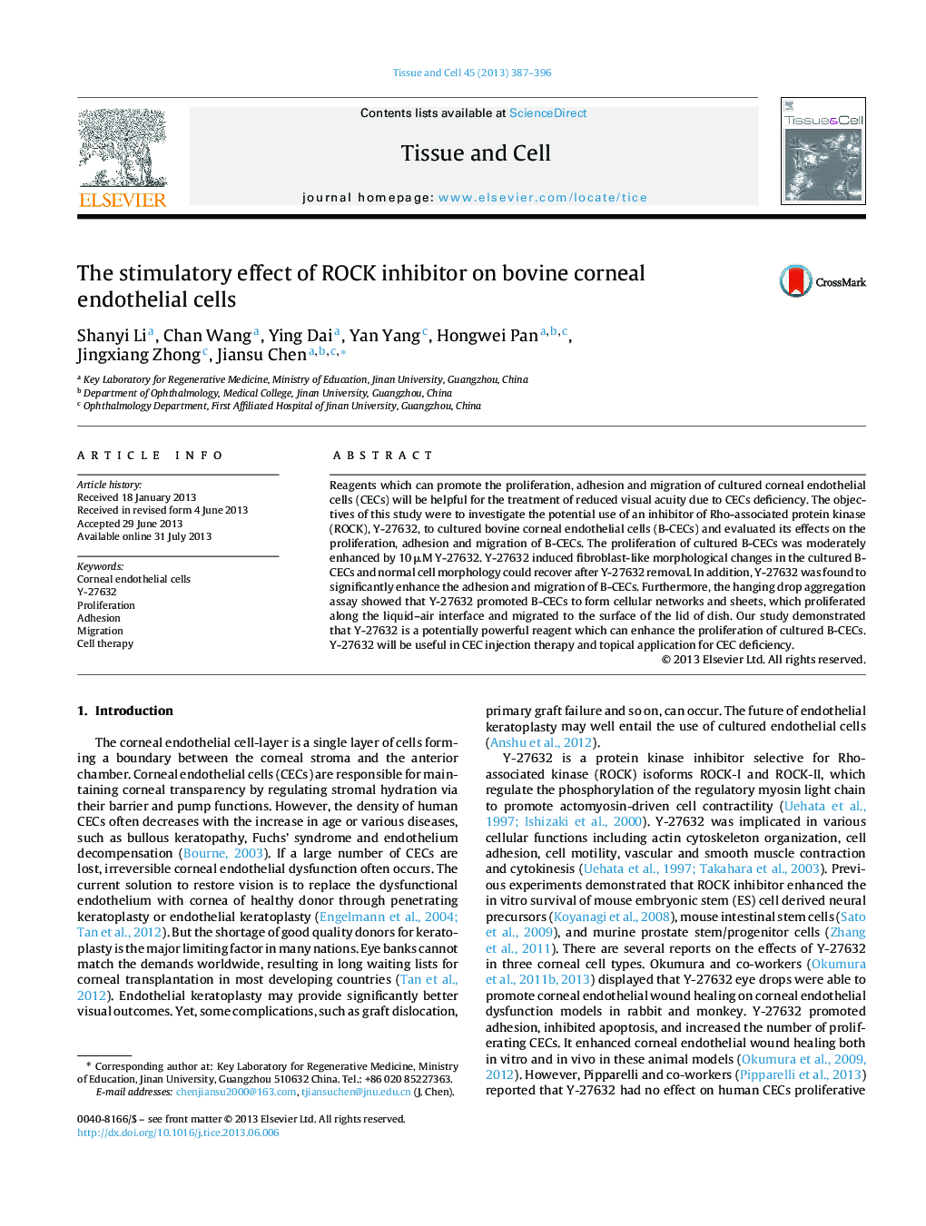 The stimulatory effect of ROCK inhibitor on bovine corneal endothelial cells