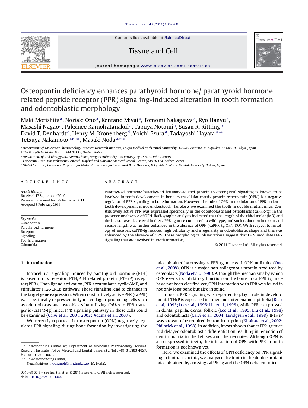 Osteopontin deficiency enhances parathyroid hormone/ parathyroid hormone related peptide receptor (PPR) signaling-induced alteration in tooth formation and odontoblastic morphology