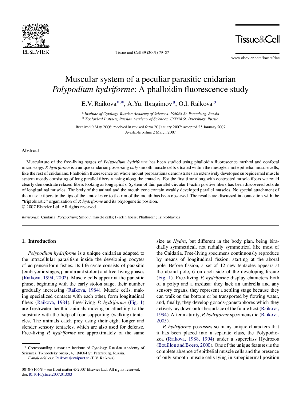 Muscular system of a peculiar parasitic cnidarian Polypodium hydriforme: A phalloidin fluorescence study