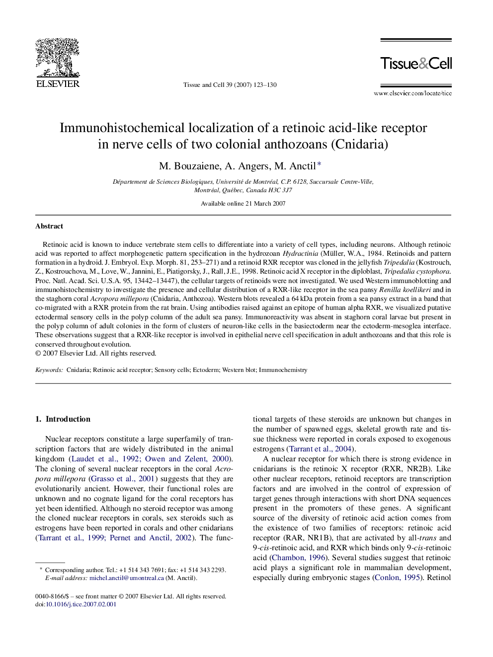 Immunohistochemical localization of a retinoic acid-like receptor in nerve cells of two colonial anthozoans (Cnidaria)