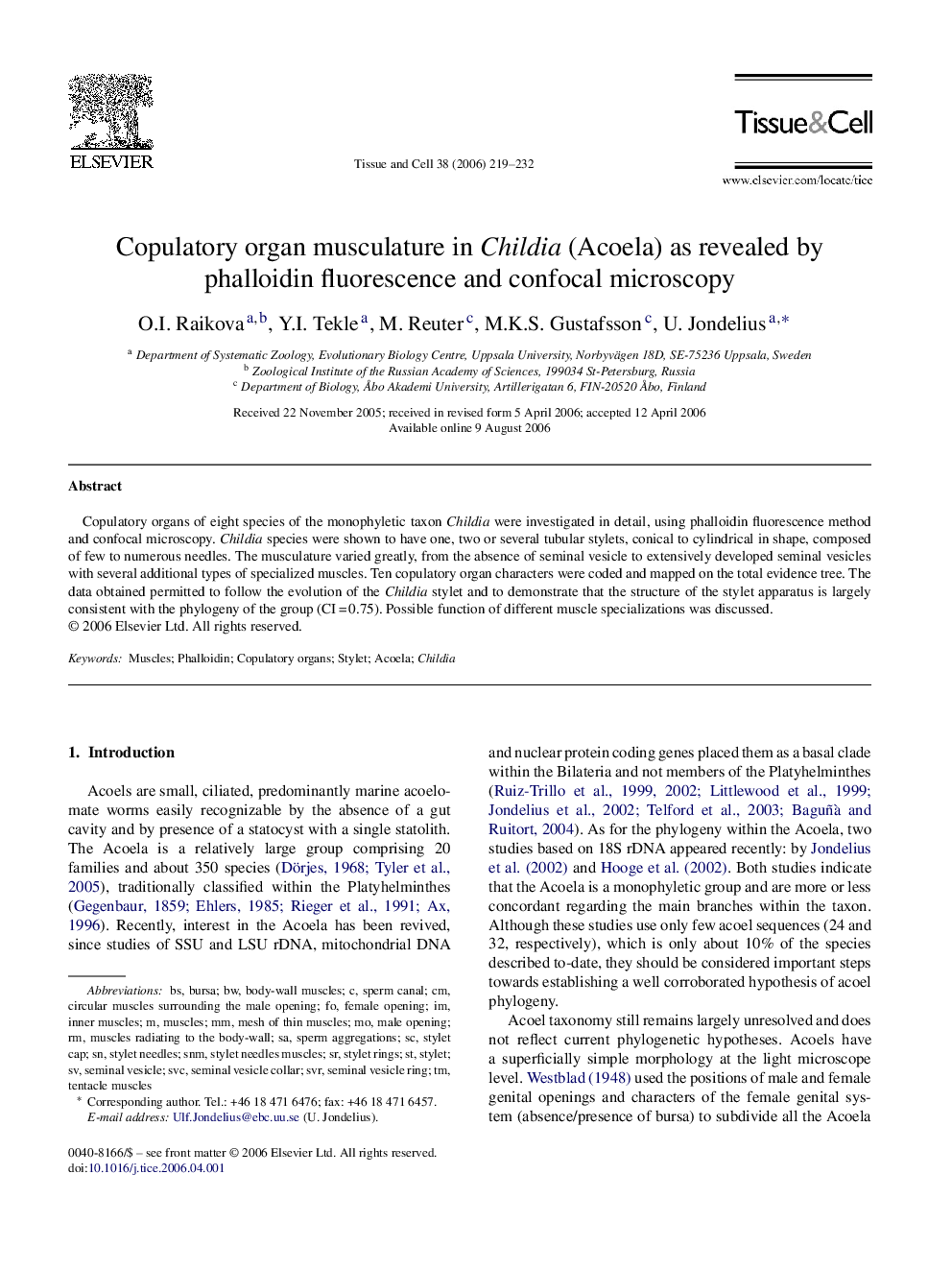 Copulatory organ musculature in Childia (Acoela) as revealed by phalloidin fluorescence and confocal microscopy