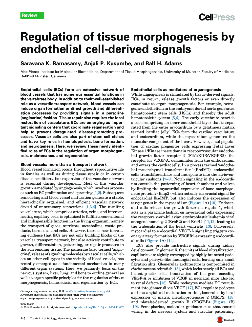 Regulation of tissue morphogenesis by endothelial cell-derived signals