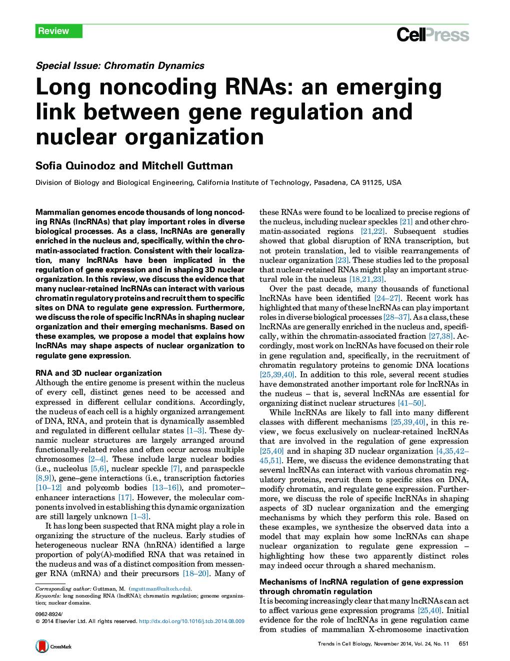 Long noncoding RNAs: an emerging link between gene regulation and nuclear organization