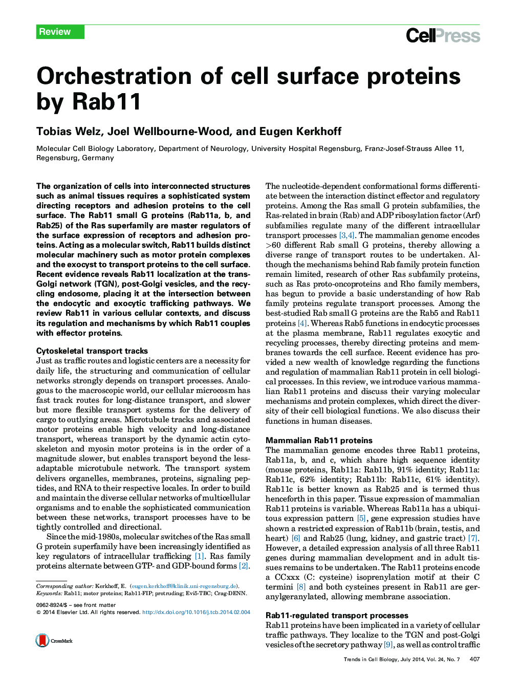 Orchestration of cell surface proteins by Rab11