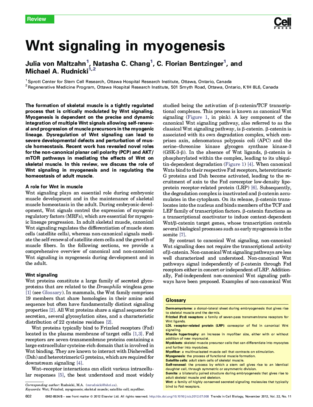 Wnt signaling in myogenesis