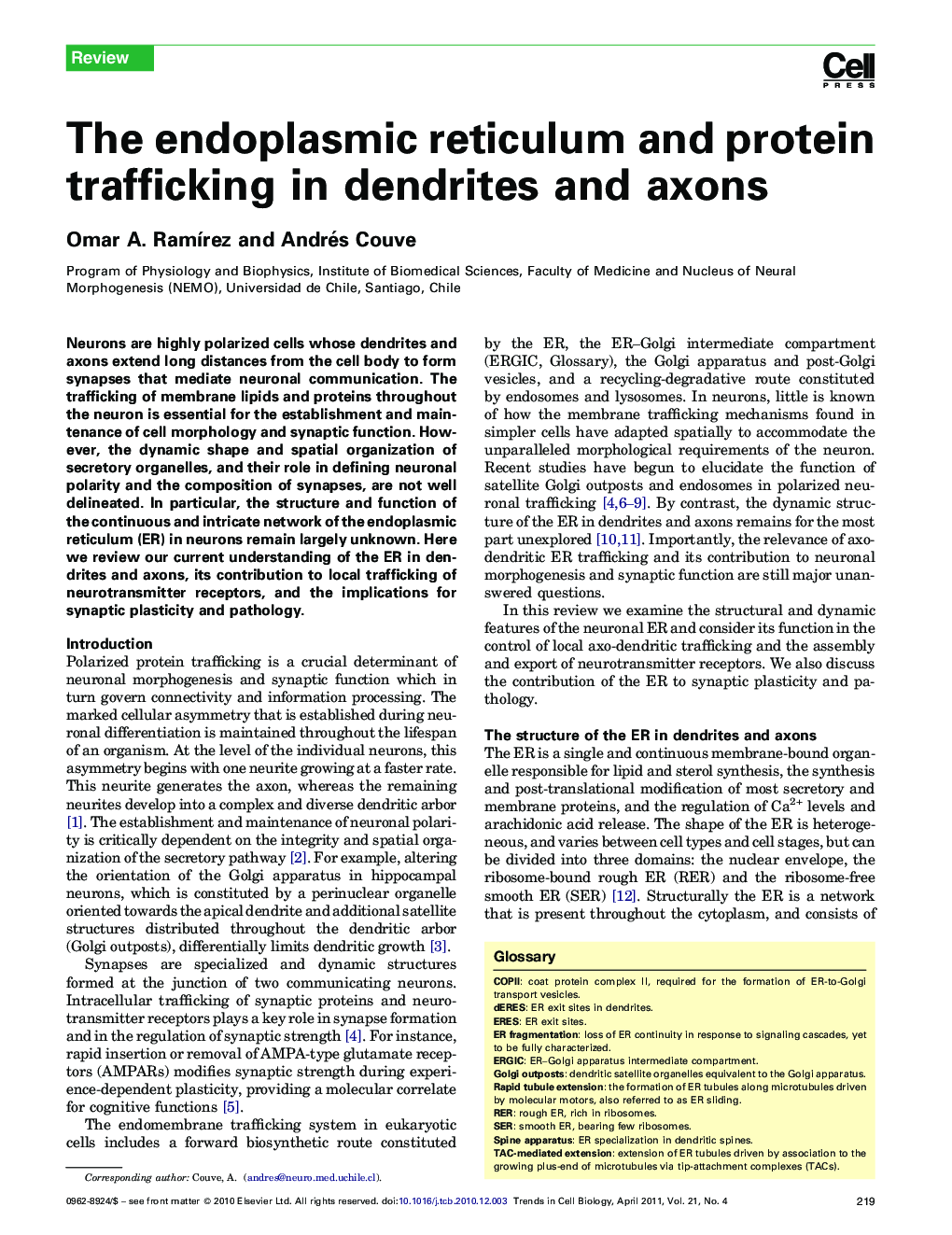 The endoplasmic reticulum and protein trafficking in dendrites and axons