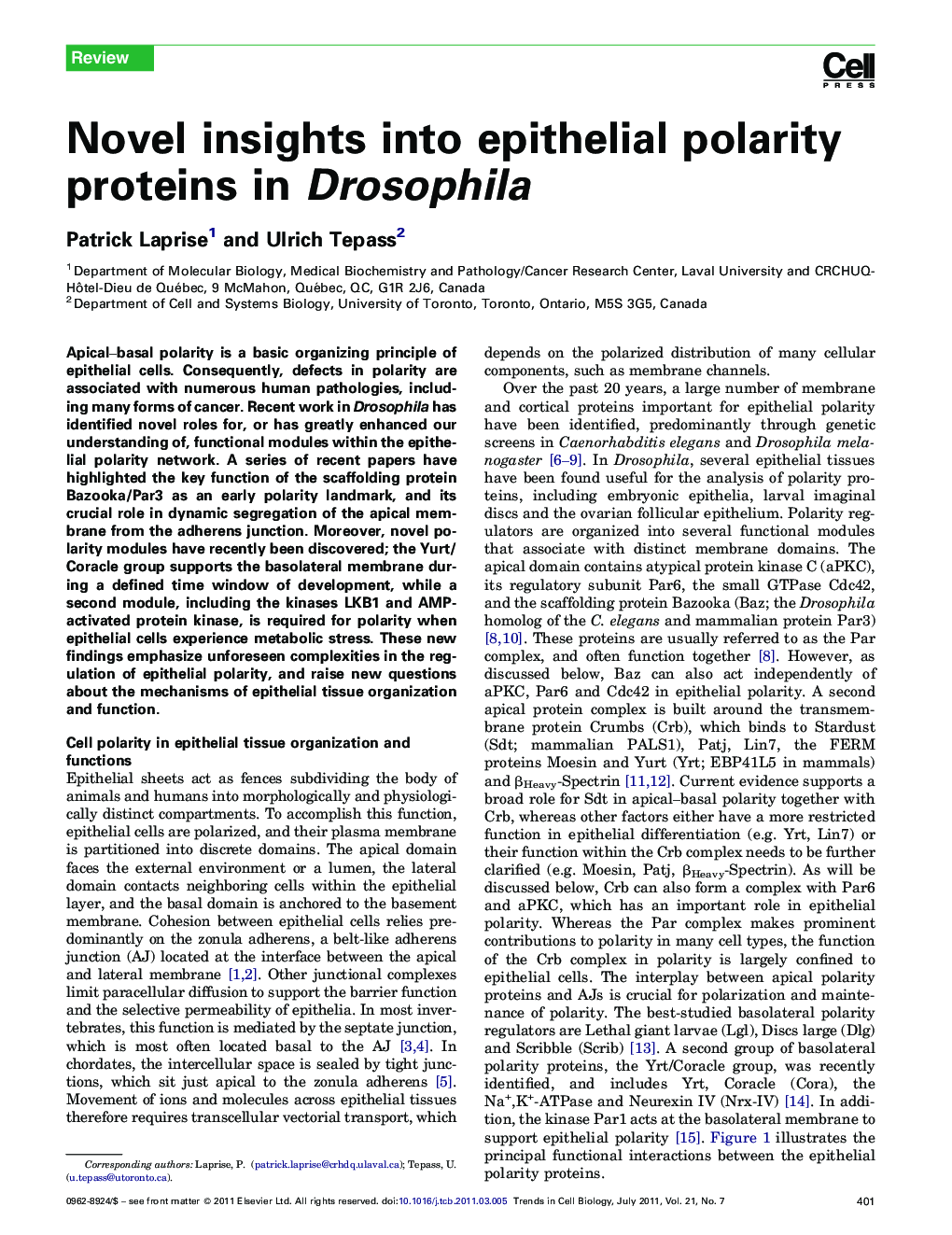 Novel insights into epithelial polarity proteins in Drosophila