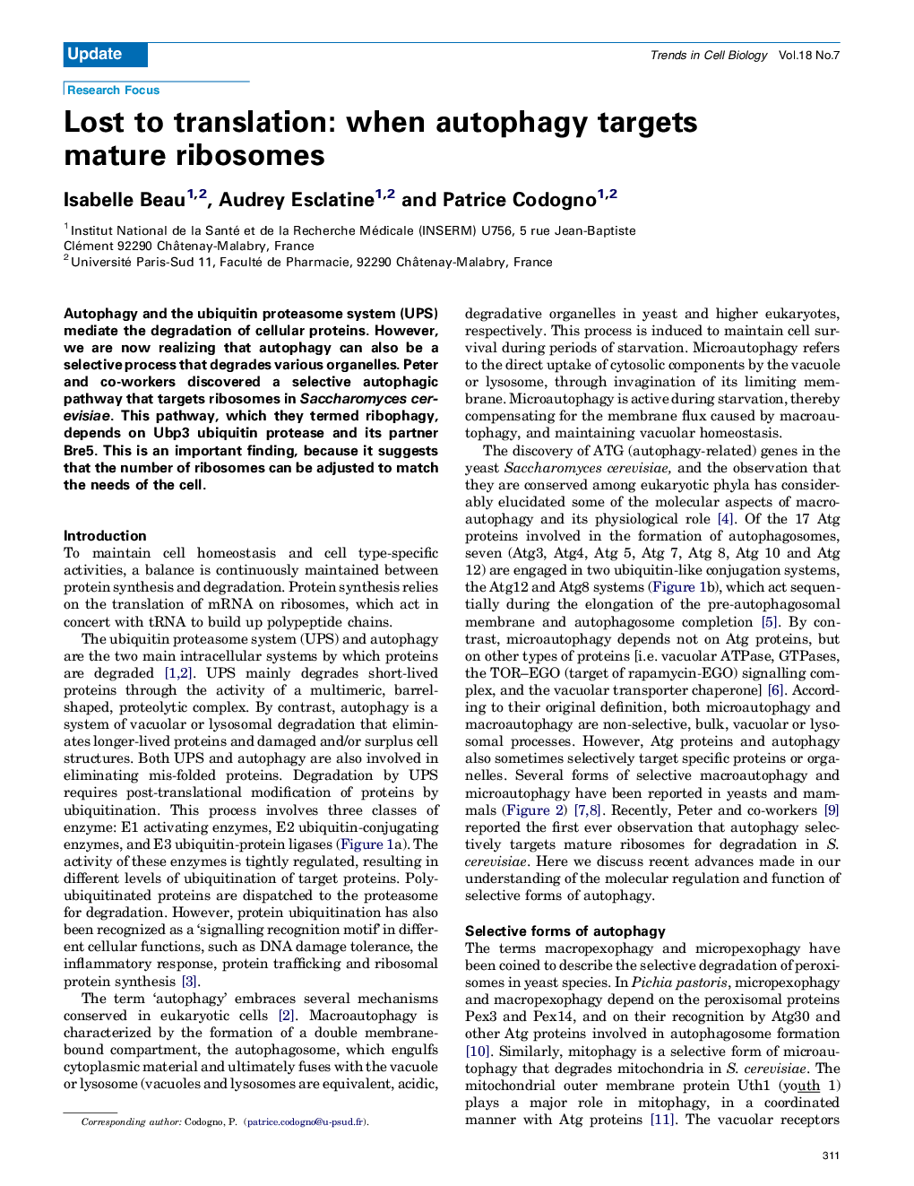 Lost to translation: when autophagy targets mature ribosomes