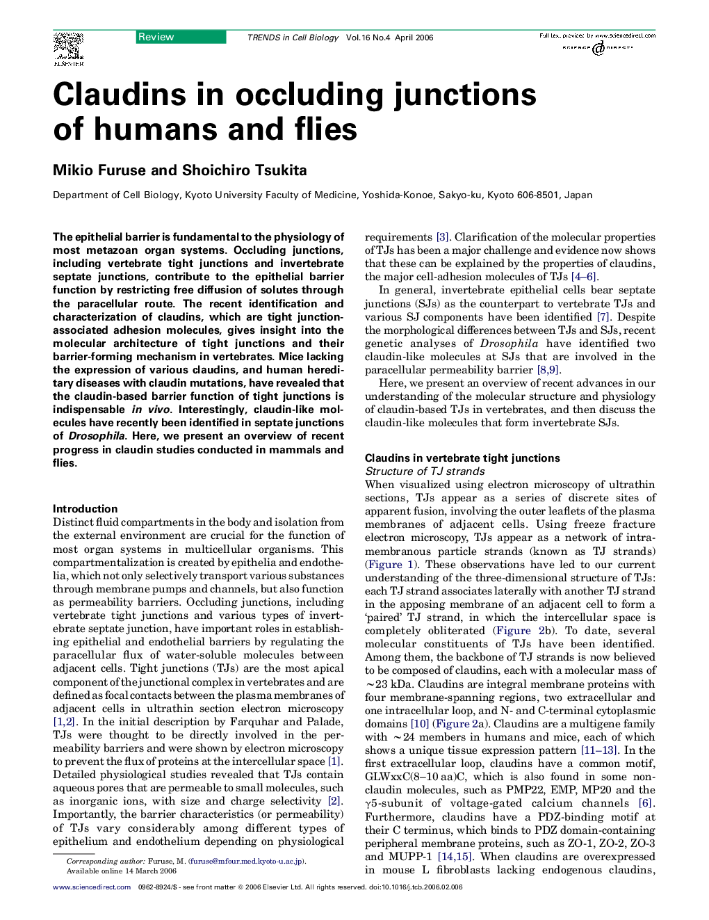 Claudins in occluding junctions of humans and flies