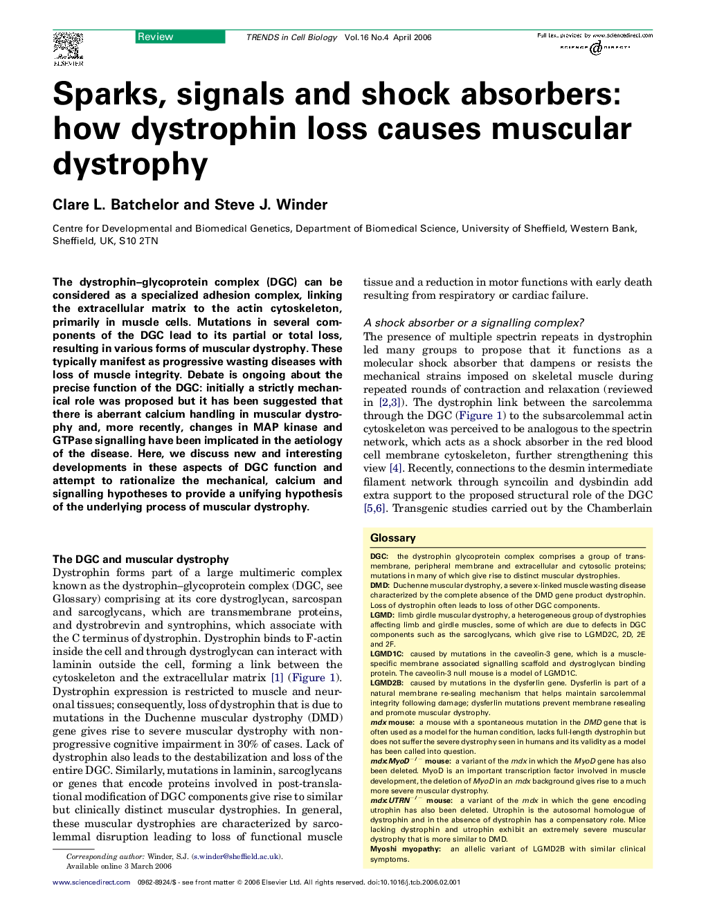 Sparks, signals and shock absorbers: how dystrophin loss causes muscular dystrophy