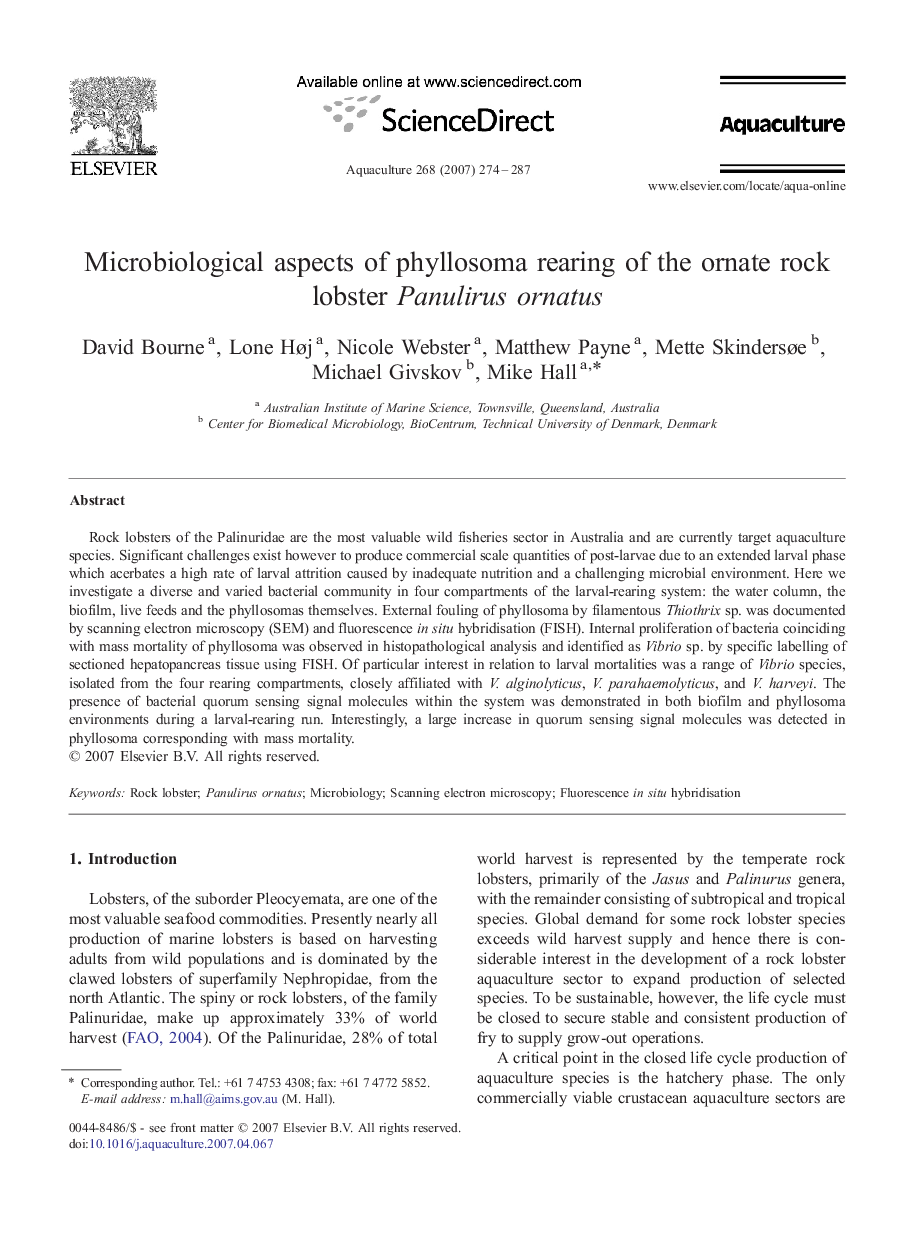 Microbiological aspects of phyllosoma rearing of the ornate rock lobster Panulirus ornatus