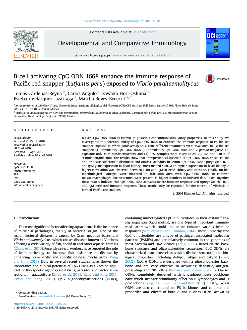 B-cell activating CpG ODN 1668 enhance the immune response of Pacific red snapper (Lutjanus peru) exposed to Vibrio parahaemolitycus