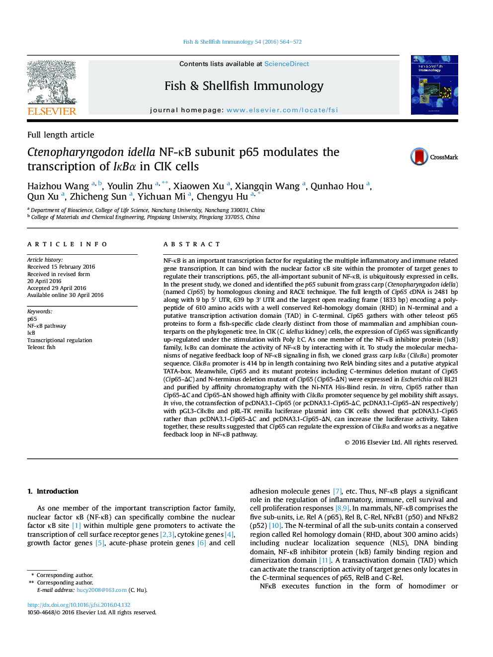 Ctenopharyngodon idella NF-κB subunit p65 modulates the transcription of IκBα in CIK cells