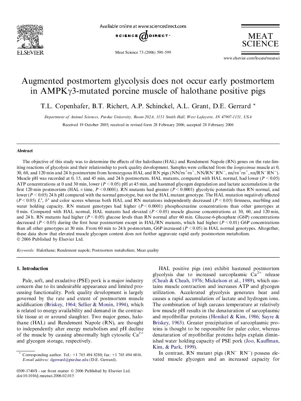 Augmented postmortem glycolysis does not occur early postmortem in AMPKγ3-mutated porcine muscle of halothane positive pigs