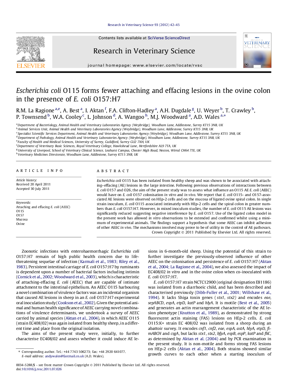 Escherichia coli O115 forms fewer attaching and effacing lesions in the ovine colon in the presence of E. coli O157:H7