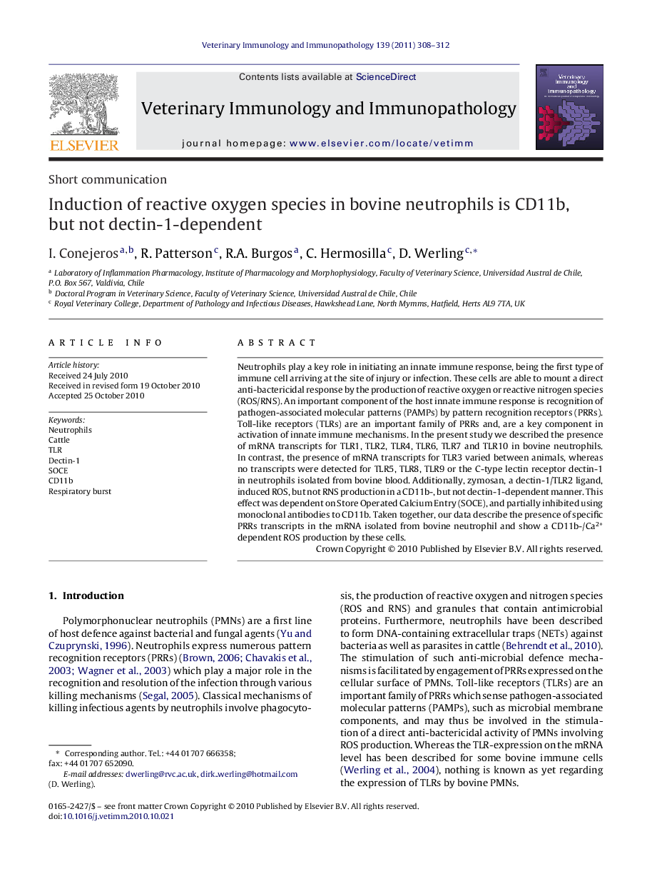 Induction of reactive oxygen species in bovine neutrophils is CD11b, but not dectin-1-dependent