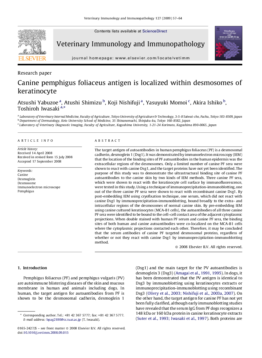 Canine pemphigus foliaceus antigen is localized within desmosomes of keratinocyte