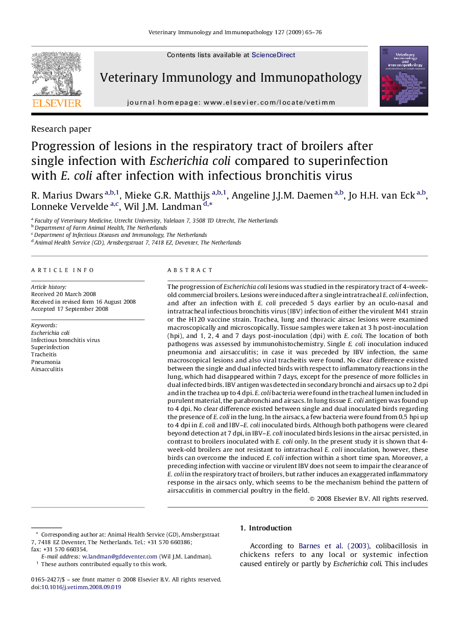 Progression of lesions in the respiratory tract of broilers after single infection with Escherichia coli compared to superinfection with E. coli after infection with infectious bronchitis virus