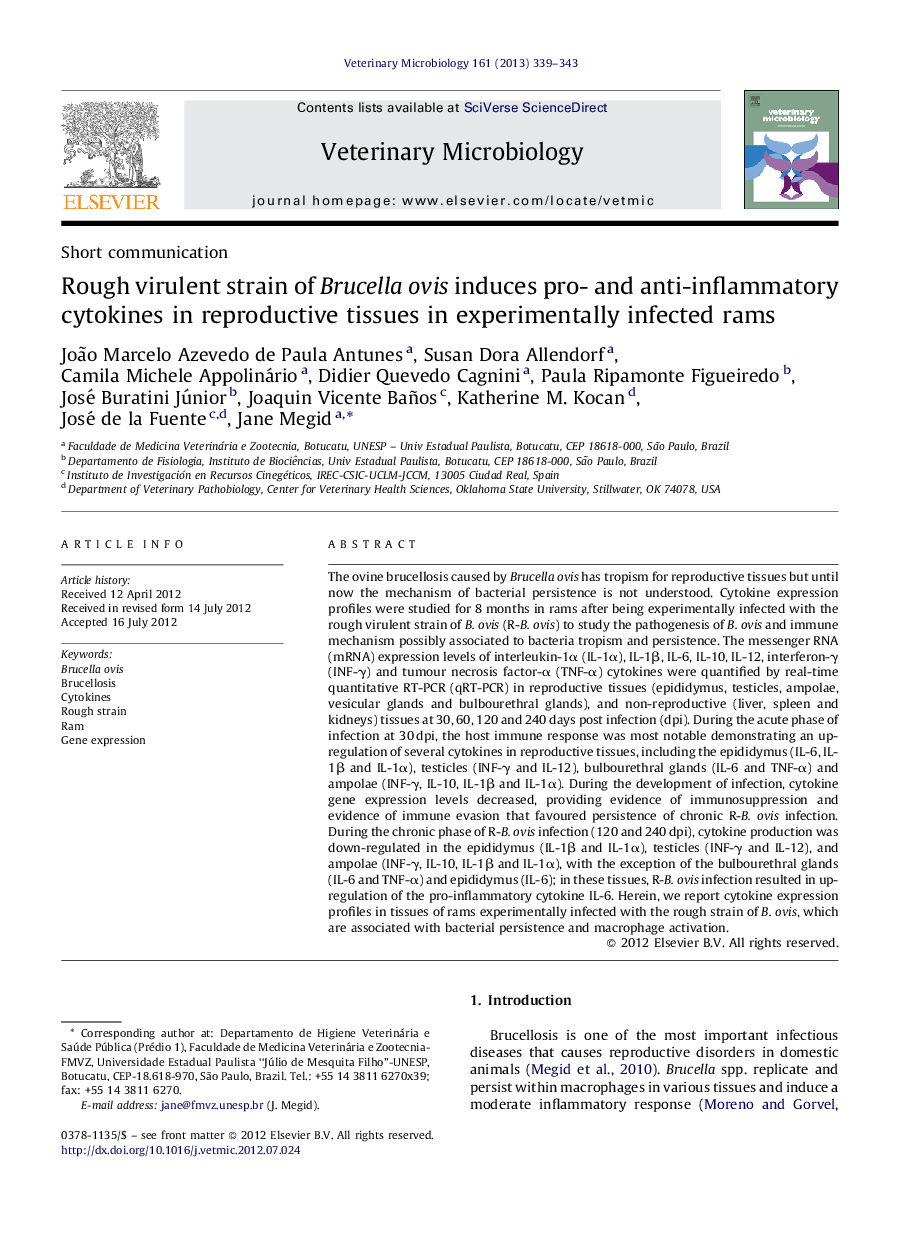 Rough virulent strain of Brucella ovis induces pro- and anti-inflammatory cytokines in reproductive tissues in experimentally infected rams