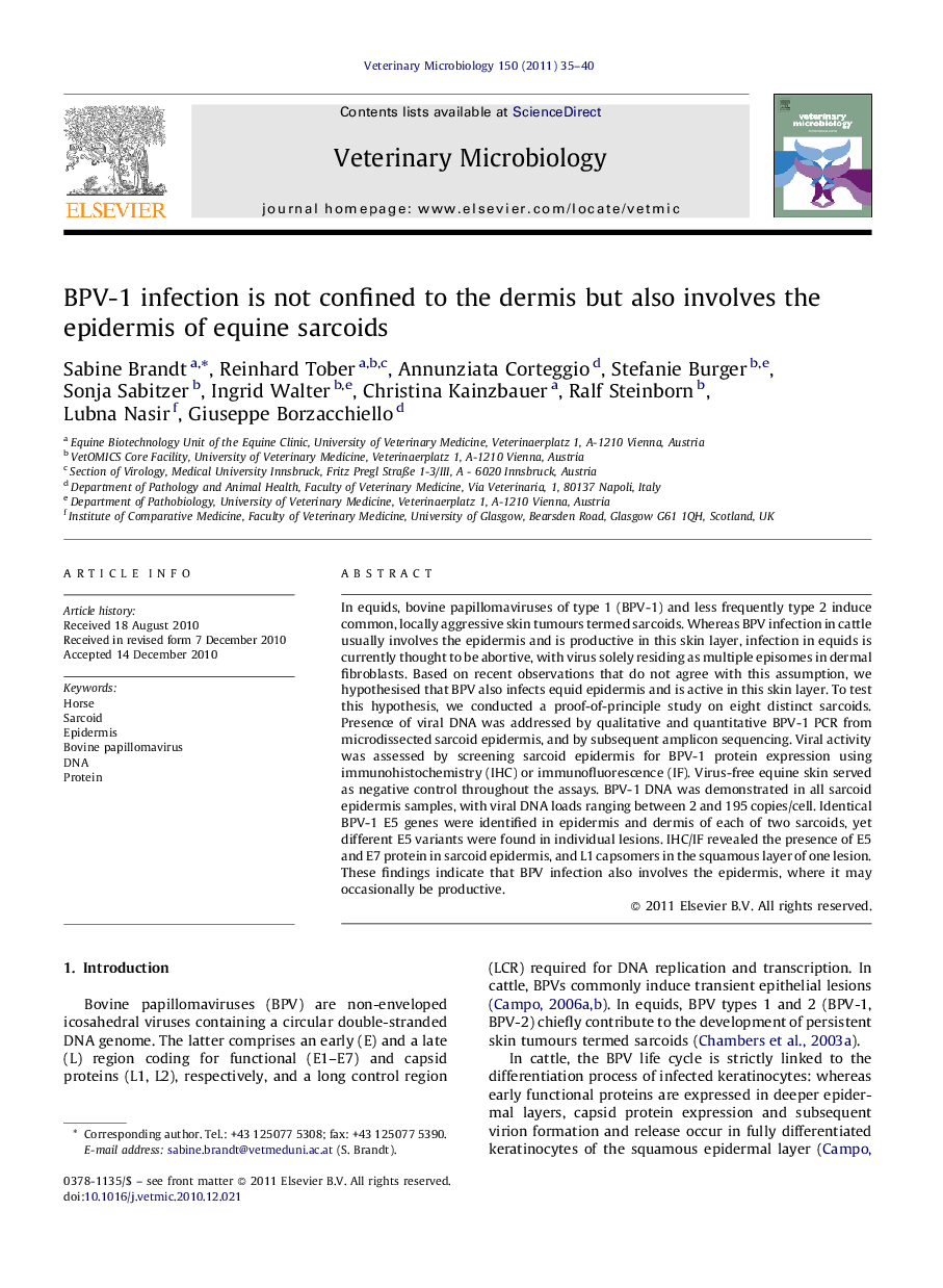 BPV-1 infection is not confined to the dermis but also involves the epidermis of equine sarcoids