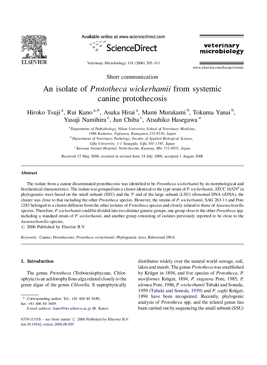 An isolate of Prototheca wickerhamii from systemic canine protothecosis