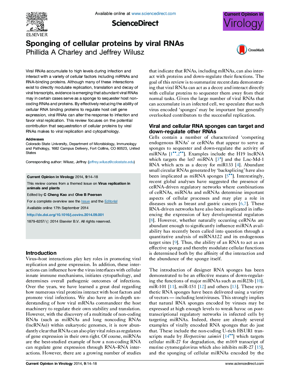 Sponging of cellular proteins by viral RNAs