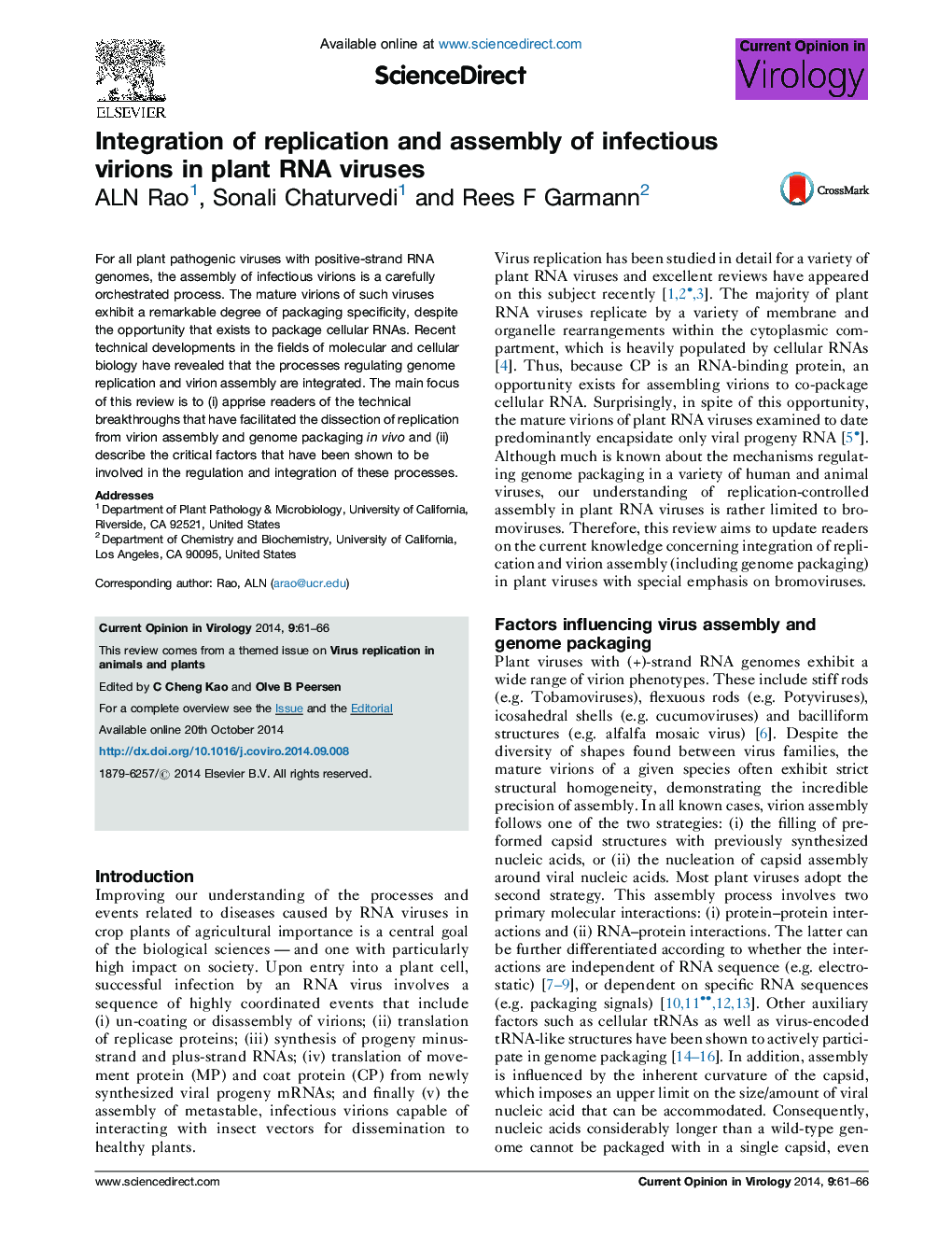 Integration of replication and assembly of infectious virions in plant RNA viruses