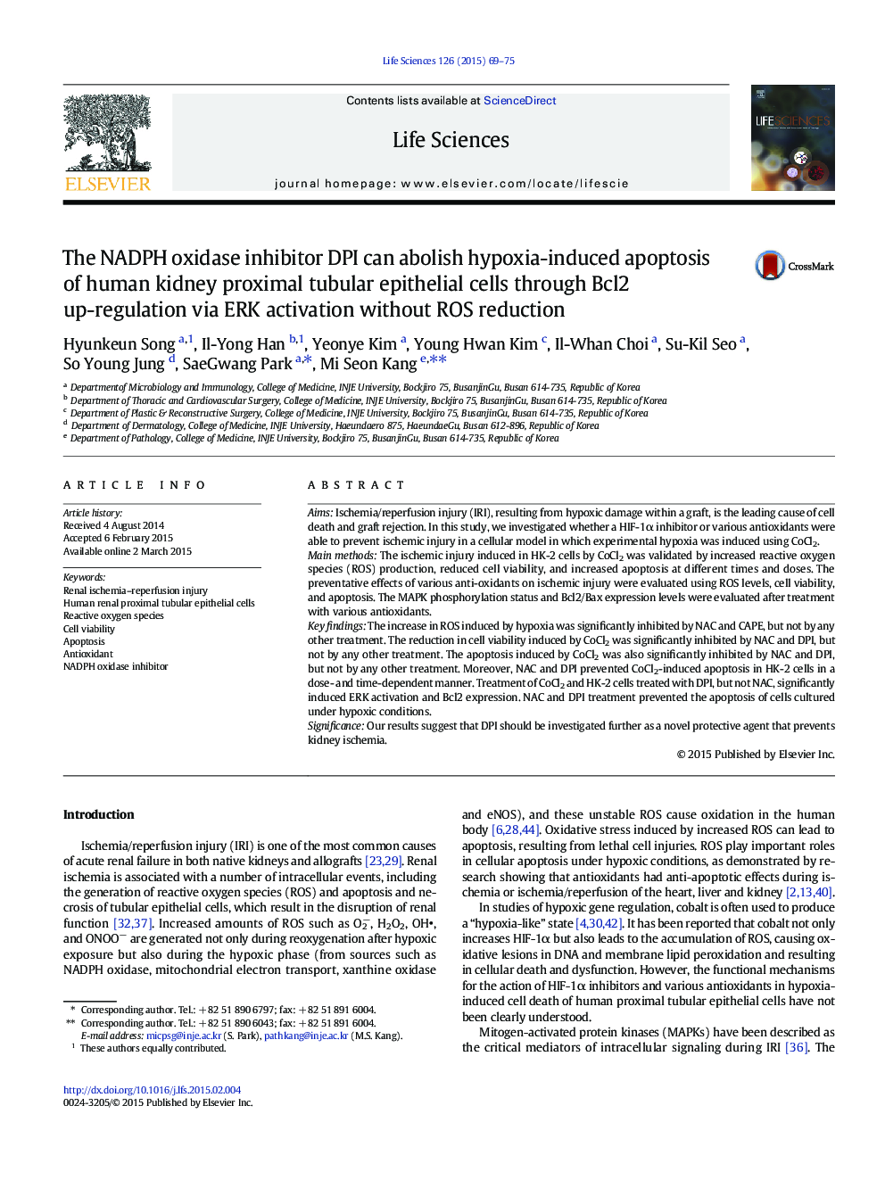 The NADPH oxidase inhibitor DPI can abolish hypoxia-induced apoptosis of human kidney proximal tubular epithelial cells through Bcl2 up-regulation via ERK activation without ROS reduction