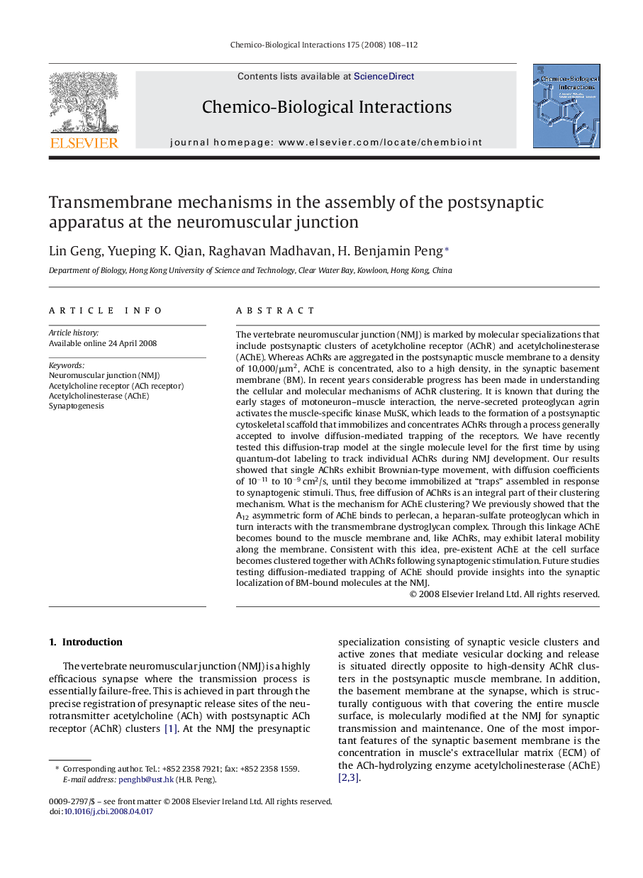 Transmembrane mechanisms in the assembly of the postsynaptic apparatus at the neuromuscular junction