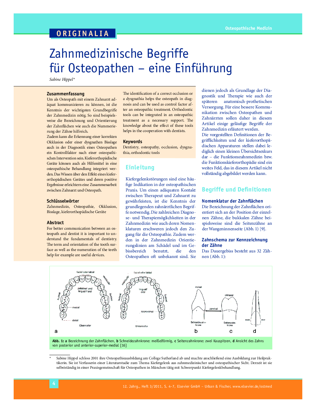 Zahnmedizinische Begriffe für Osteopathen – eine Einführung