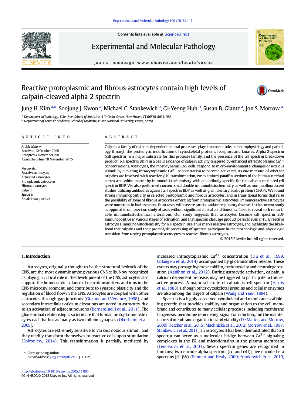 Reactive protoplasmic and fibrous astrocytes contain high levels of calpain-cleaved alpha 2 spectrin